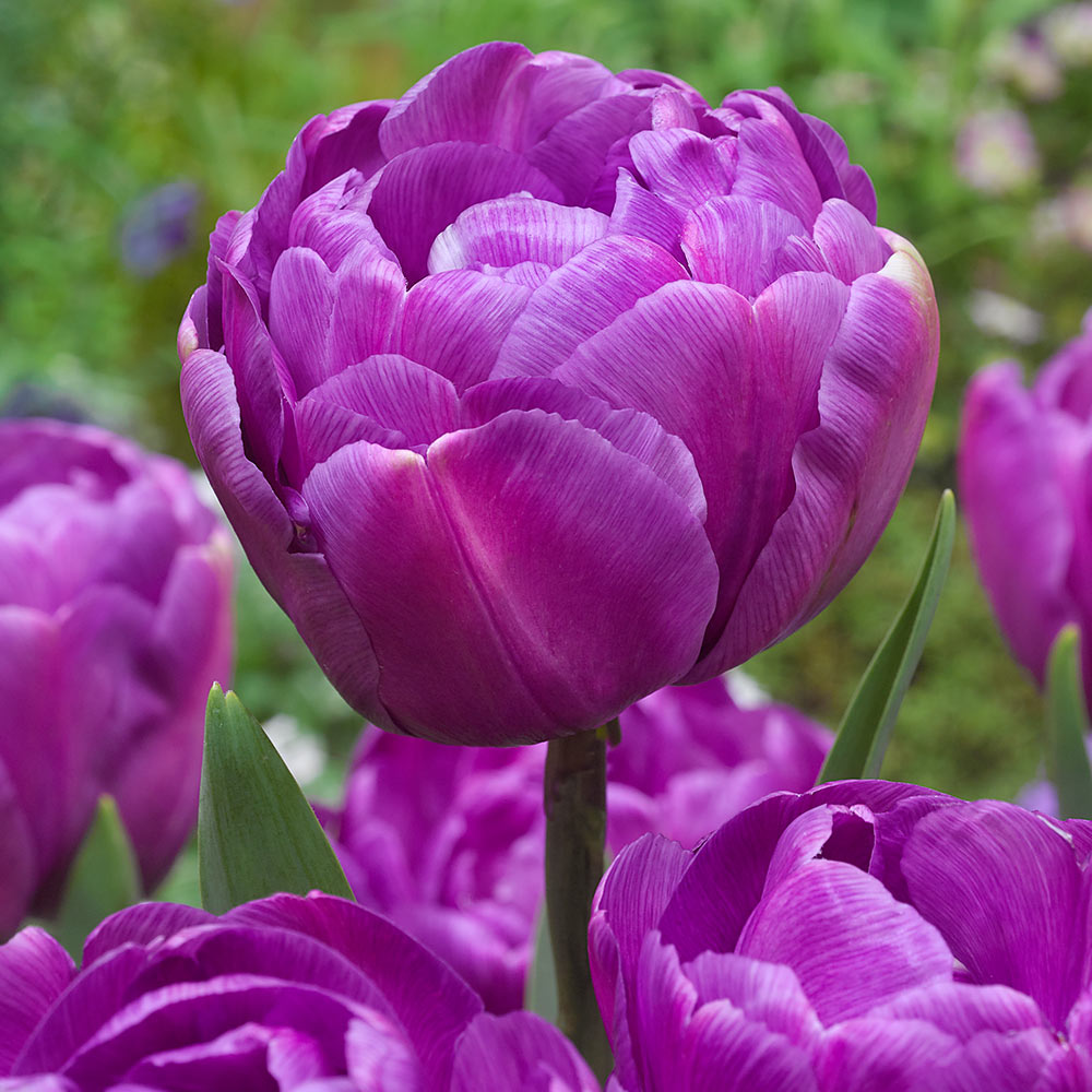 Тюльпан махровые Перпл Пион