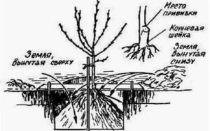 саженцы персика