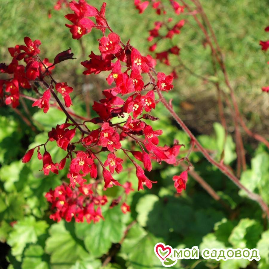 Гейхера кроваво-красная